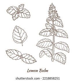 Lemon Balm Plant and Leaves. Melissa in Hand Drawn Style for Surface Design Fliers Prints Cards Banners. Vector Illustration