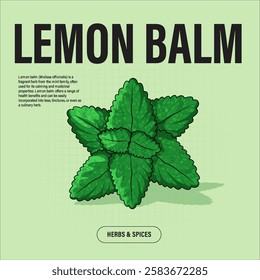 Lemon Balm Premium Vector Clipart High-Quality Illustration for Cooking Branding and Packaging