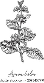  Lemon balm. Sketchy hand-drawn vector illustration.