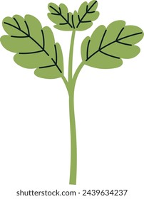 Lemon Balm Sprout Vector Illustration
