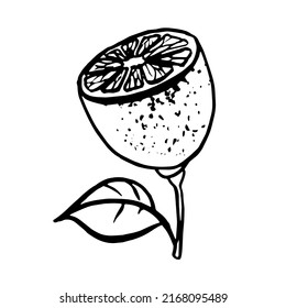 Lemon Black and white doodle vector hand drawn. Vector EPS10. Use for print on wallpapers, fabrics, invitations, packaging, postcards, stationery, etc
