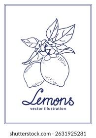 Lemon botanical drawing vector illustration with branches, leaves and flowers. Simple citrus lines emphasizing details and shape. Illustration for invitations, menu design, banners.