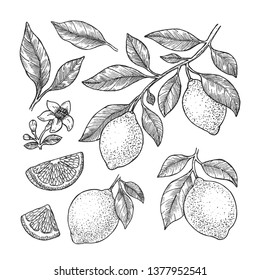 Lemon Botanical Illustration. Engraved Style. Vector Illustration