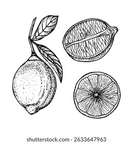 Lemon botanical outline drawing set. Sketch illustration of a plant for culinary, wellness, garden, and aromatherapy themes. Vector art clipart