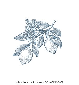 Lemon branch botanical illustration. Engraved style. Vector illustration