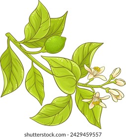 Lemon Branch with Flowers and Leaves Colored Detailed Illustration