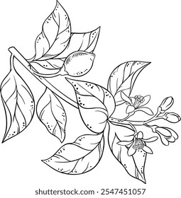 Lemon Branch with Flowers and Outline Illustration