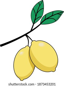 Lemon branch with fruit and leaves. Citrus fruit color sketch draws illustration isolated over. Design for cards, posters, t-shirts, icons, cartoons.