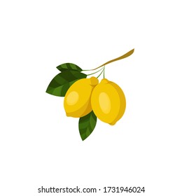 lemon branch. fruits illustration with lemon fruits, leaves and buds isolated on a white background. Food Design Element. Vector art Organic ripe yellow citrus. For stickers, gliders, recipes