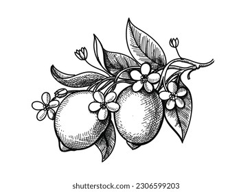 Mano de rama de limón dibujada a mano. Frutos de limón, hojas y flores grabando. Ilustración vectorial de la placa Scratch