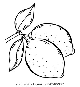 lemon branch Hand drawn. Vintage lime orange or lemon fruits branches for juice label. Vector black ink outline food sketch illustrations with juicy piece and peel fruit for health fresh drinks