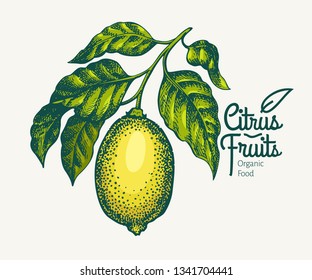 Lemon branch illustration. Hand drawn vector fruit illustration. Engraved style. Retro citrus illustration.