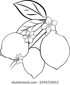 Lemon branch with leaves and flowers Hand drawn graphic line ink illustration. Vector outline and silhouette isolated black and white
