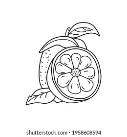 Lemon with a branch with leaves and a slice, wedge on a white isolated background. Vector illustration, drawing in a flat style, cartoon, clipart. Print, stylish, modern, kitchen, textiles.