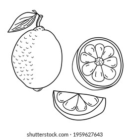 Lemon with a branch with leaves and a slice, wedge on a white isolated background. Vector illustration, drawing in a flat style, cartoon, clipart. Print, stylish, modern, kitchen, textiles.