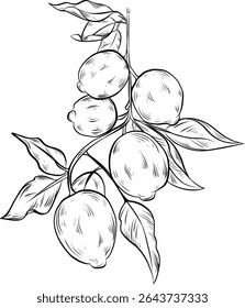 Lemon branch line art illustration – botanical hand drawn citrus vector.  For packaging, kitchen décor, menu design, natural cosmetics, or eco-friendly branding. 