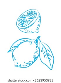 Lemon branch line icon vector illustration. Hand drawn outline citrus with peel blue color. Amalfi or Sicily emblem of ripe lemons drawing in ink doodle style.