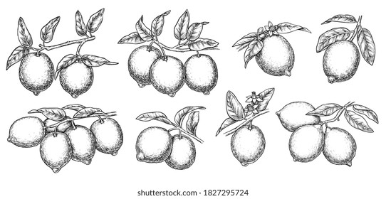 Lemon branch sketch. Black and white detailed vector lemon citric tree branch outline ink graphic sketch. Tropical juicy aromatic fruit set isolated on white background. Twig with leaf illustration