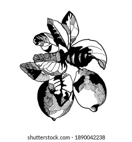 Ilustración negra vectorial de rama de limón aislada en fondo blanco. Arte decorativo en blanco y negro