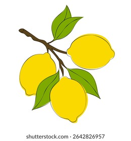 Lemon branch with yellow solid fruits. Exotic citrus evergreen tree, exotic botanical plant, blooming tropical bough, decorative interior pot trees. summer fruit vector illustration with line