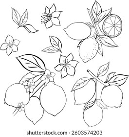 Lemon branches black and white set. Vector graphic line ink illustration. Spring, Summer Background. Summer card with lemon branch for package, kitchen design, fabric and textile. 
