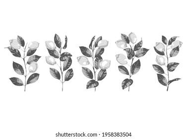 Lemon and branches hatching vector black and white set. Graphic elements for Italian cuisine design, menu, textile and home prints