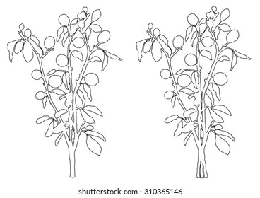 Lemon branches with leaves - black lines silhouette - vector