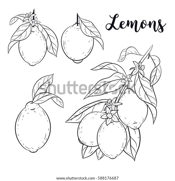 Lemon Branches Silhouettes Illustrations On White Stock Vector (Royalty ...