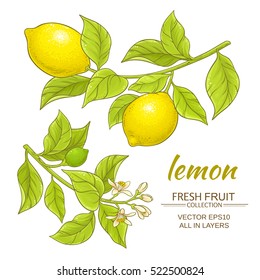 lemon branches vector set on white background