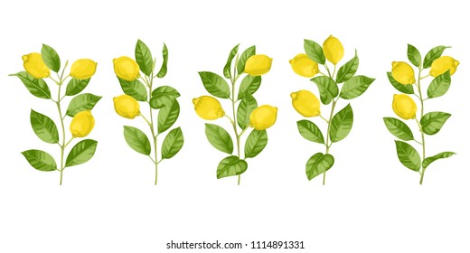 Lemon brunches set in watercolor style isolated on white background. Summer mediterranean pattern , fashion textile print.