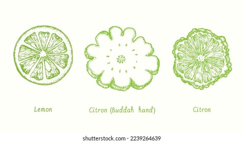 Lemon, citron (Buddah hand), citron cut slice fruit collection. Ink doodle drawing in woodcut style