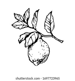 A Lemon, Citrus Fruit Branch With Leaves, Hand Drawn Ink Outline Sketch Doodle Illustration Collection Set, Design For Coloring Book Page