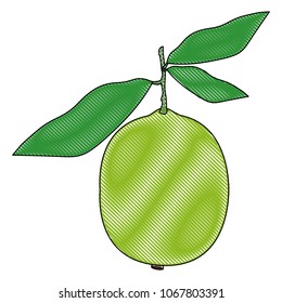 lemon citrus fruit icon