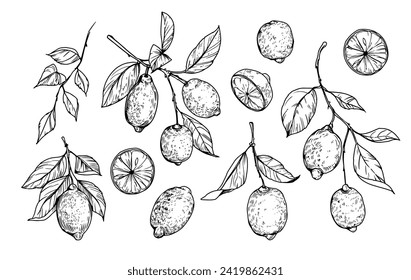 Limón, cítricos. conjunto de ilustraciones vectoriales realistas, dibujadas a mano, estilo de grabado vintage. 