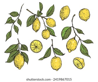 Lemon, citrus fruit. set of realistic vector illustrations, hand drawn, vintage engraving style. 