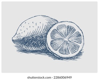 Esbozo de frutos de cítricos de limón, ilustración vectorial de estilo azul obsoleta. El azure de antaño grabado grabando la imitación.