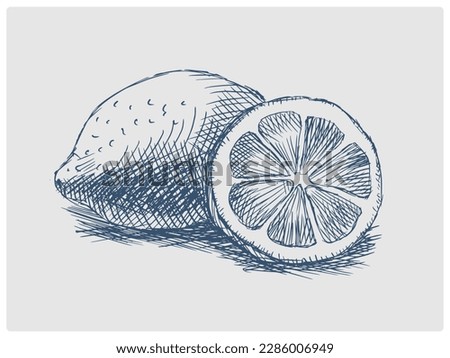 Lemon citrus fruit sketch obsolete blue style vector illustration. Old hand drawn azure engraving imitation.