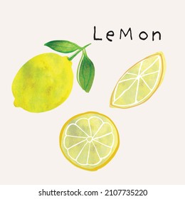 Lemon citrus fruit watercolor illustration set. Painterly watercolor texture and ink drawing elements. Hand drawn and hand painted