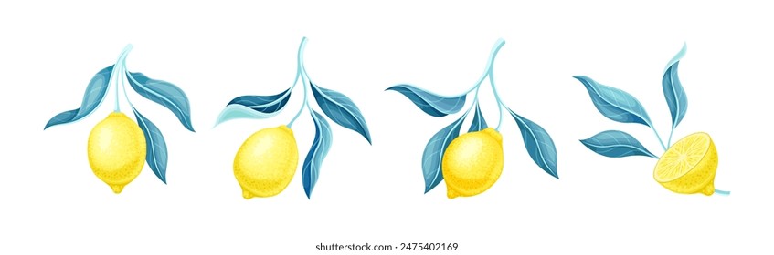 Lemon Citrus Fruit with Yellow Rind and Leaf Vector Set