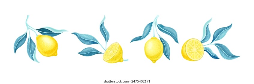 Lemon Citrus Fruit with Yellow Rind and Leaf Vector Set