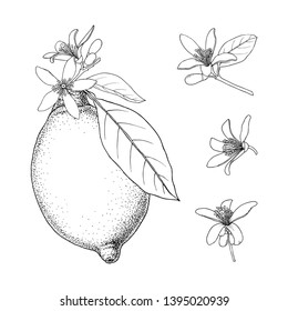 Lemon. Citrus fruits with flowers and leaves. Hand drawn vector image. Vintage ink illustration, isolated on white background. 