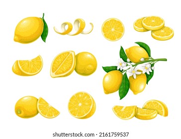 Lemon citrus fruits vector illustration. Whole lemon and yellow fruits on branch with flowers and leaves among lemon halves, peel and cut pieces in cartoon style, isolated