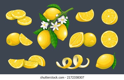 Lemon citrus fruits vector illustration. Whole lemon and yellow fruits on branch with flowers and leaves among lemon halves, peel and cut pieces, isolated