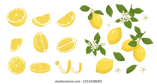 Ilustración vectorial de cítricos limoneros. Frutas enteras de limón y amarillas en una rama con flores y hojas entre mitades de limón, pelar y trozos cortados al estilo de dibujos animados, aisladas.