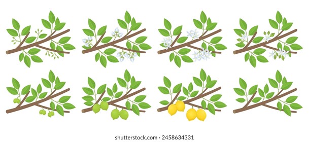 Cítricos de limón en etapas fenológicas de desarrollo de las plantas. Brotando y floreciendo. Período de maduración en una rama. Ilustración vectorial.