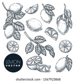 Lemon citrus tropical fruits set. Hand drawn sketch vector illustration. Lime harvest on branch. Citric isolated vintage design elements.