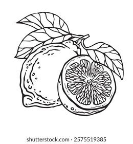 Lemon composition. Vector hand drawn illustration of whole fruit and it's half isolated on white background. Bundle with outline drawing of citrus. Sketch in line art style painted by black inks.