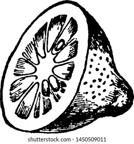 Lemon Cross-section vintage engraved illustration. 