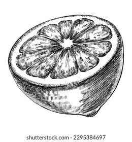 Lemon cut half sketch vintage illustration.