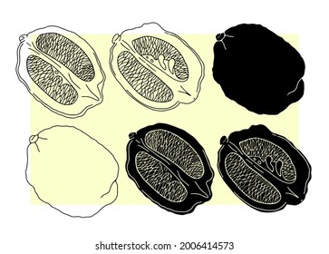 Lemon in a cut on a color background. Vector